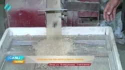 Astarada 500 ton düyü istehsal olunub