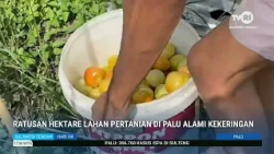 STHI - Hundreds of Hectares of Farmland in Palu Hit by Drought