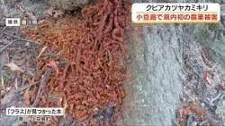 First Agricultural Damage by Invasive Red-Necked Longhorn Beetle Confirmed in Kagawa Prefecture: ...