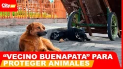 Bogotá launches new strategy to care for stray dogs and cats | CityTv | ArribaBogotá