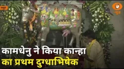 श्रीकृष्ण का प्रथम दुग्धाभिषेक, कामधेनु से हुआ अभिषेक | Krishna Janmashtami | Kamdhenu | Samachar