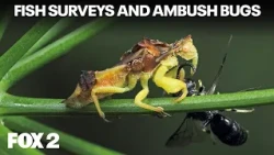 Surveying the Rouge River, Cicadas, and Ambush Bugs | Brother Nature