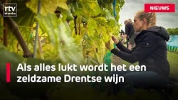 Exciting moment for vineyard in Valthermond