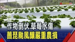 薔琵9級強風吹掀溫室農膜...1.3分地草莓出現水傷 狂風挾帶沙塵...上百公頃農作物倒伏.葉面枯黃｜非凡財經新聞｜20261024