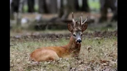 Roe deer hunting: a game of finesse and strategy | Hunters of Lances