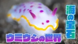 越前海岸が国内有数の”ウミウシの聖地“という噂の真相