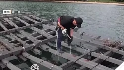 Okayama Prefecture Issues "Strict Alert" for Cultivated Oysters Due to High Water Temperatures an...