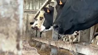 HEATWAVE: LIVESTOCK SUFFERING IN LOIRE-ATLANTIQUE
