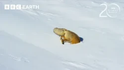 Red Fox’s Impressive Snow Dive To Hunt Prey | 20 Years of Planet Earth II | BBC Earth
