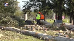 Dirección de Servicios realiza tareas de poda en el Parque París Londres