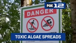 ‘Worst algae bloom in years’ spreads from Ross Island lagoon, carrying toxins downriver