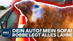 SEAL STAR INSTEAD OF ROCKSTAR: "Neil the Seal" thrills millions online - and paralyzes traffic!