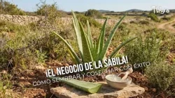 The Aloe Vera Business! How to Successfully Plant and Harvest 🌵- TvAgro by Juan Gonzalo Angel
