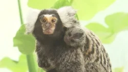 A Baby Born to Palm-Sized Common Marmosets! Don't Miss the Adorably Cunning Sight of It Climbing ...