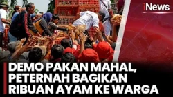Harga Pakan Mahal, Peternak Membagikan Ribuan Ayam Gratis di Malioboro | iNews Room Pagi