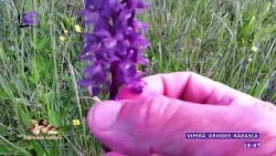 Nature's Bounty - Viper, Orchid, Stag Beetle