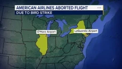 American Airlines flight to Chicago aborts takeoff after apparent bird strike