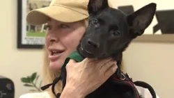 Dog found injured in Henderson dumpster now recovering in foster home