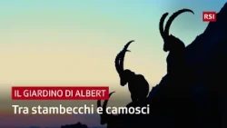 Ibex and chamois: the challenge of survival | Il Giardino di Albert | RSI