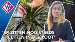 Minder rivierkreeften in sloot, waterplanten lijken terug te komen