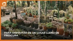 Transform your home with plants: ideas to bring your spaces to life