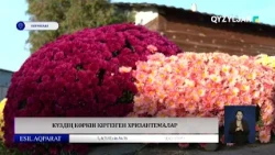 Күздің көркін кіргізген хризантемалар