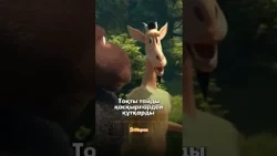 🐑 Тоқты тайды қасқырлардан құтқарды 😅 Қасқырлар әбден масқара болды.