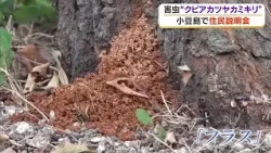 Checking for "frass" in the fields: Residents of Shodoshima learn how to control the invasive red...