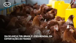 Poultry Farmer's Day: Brazil is the world leader in chicken exports