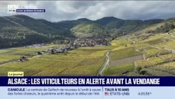 Alsace: Winegrowers on alert before the grape harvest