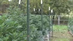 New federal hemp restrictions delayed as Congress considers changes