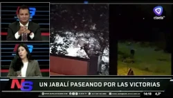 A wild boar roaming through the Las Victorias neighborhood
