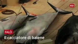Whaling: what happens at sea remains unknown | Falò | RSI