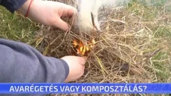 Avarégetés vagy komposztálás?