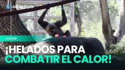 This Is How Pandas, Tigers, and Hippos Cool Off at the Madrid Zoo