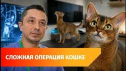 Saving a Pet's Life: First Ureteral Transplant Performed on a Cat in Ufa