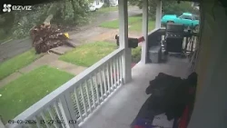 Large tree ripped from the ground during Michigan storms