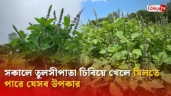 সকালে তুলসীপাতা চিবিয়ে খেলে মিলতে পারে যেসব উপকার | Bijoy TV