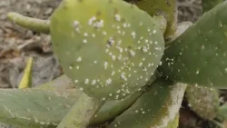 ‘Identities’-Colors of the Canary Islands | PROMO 08-07-26