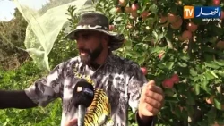 Batna: "Akhras in Haidoussa".. From barren land to green fields teeming with fruits and vegetables