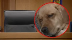 Maine prosecutor fights courthouse support dog ban