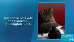 Adoptable pets with the Hamilton-Burlington SPCA