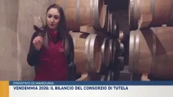 PRIMITIVO DI MANDURIA - 2026 HARVEST: THE CONSORTIUM'S REPORT