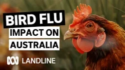 Poultry and egg production under threat with newly arrived bird flu | Landline | ABC iview