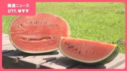 「臨時休業いただいたって事も」　5月にひょうが降り、大打撃も品質は上々　スイカ農園　今年は一時、過去に例がないほどの品薄でピンチに　山梨