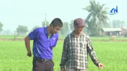 Boosting Low-Emission Rice Production