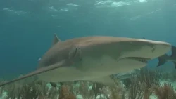 Shark Dive TV - žraloci tygří , štítovci a vidění žraloků