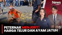 Peternak Pati Mandi Telur! Harga Telur dan Ayam Anjlok, Biaya Produksi Mencekik | iNews Today (11/8)