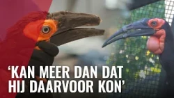 Hoornraaf in Artis krijgt als eerste ter wereld snavelprotheses