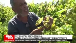 Περονόσπορος: Άμεση ανάγκη για αποζημιώσεις στους παραγωγούς